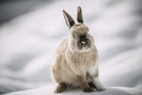 Brauner Hase sitzt auf schneebedecktem Boden vor unscharfem Hintergrund